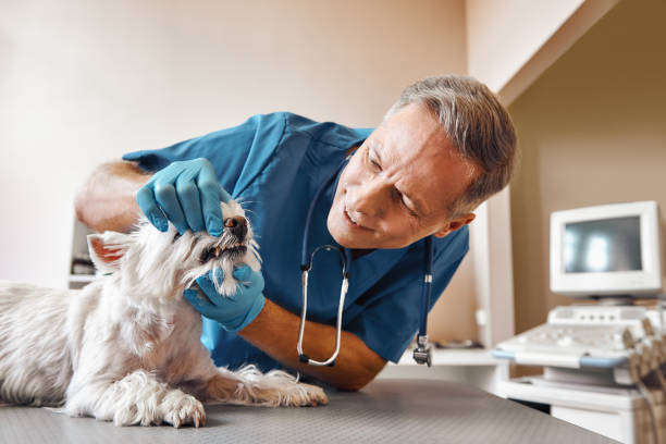 Best Same-Day Emergency Dentist in Silver Lake, NC